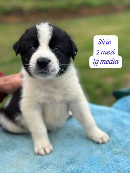 DISPONIBILI CUCCIOLI Chiamate  | Foto 1