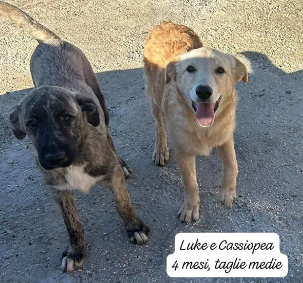 DISPONIBILI CUCCIOLI Chiamate 