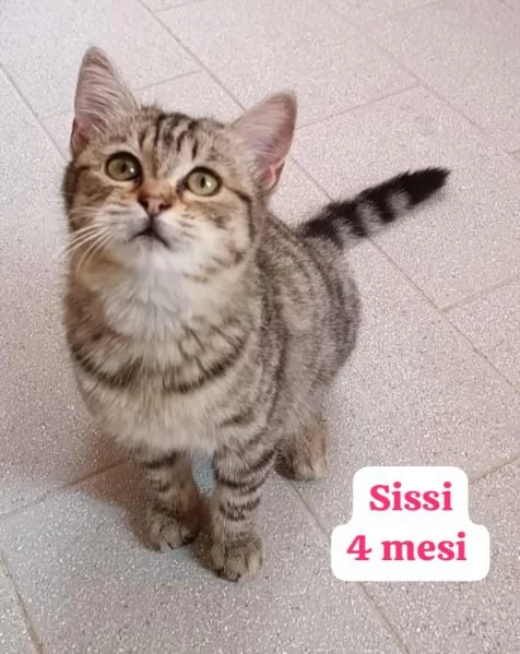 AIUTATECI TANTI GATTINI SOLI | Foto 6