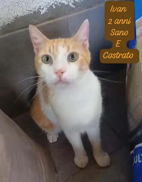 AIUTATECI TANTI GATTINI SOLI