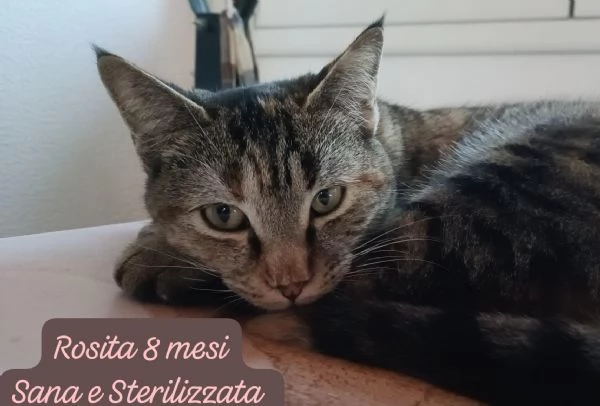 AIUTATECI TANTI GATTINI SOLI | Foto 3