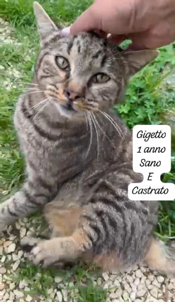 AIUTATECI TANTI GATTINI SOLI | Foto 3