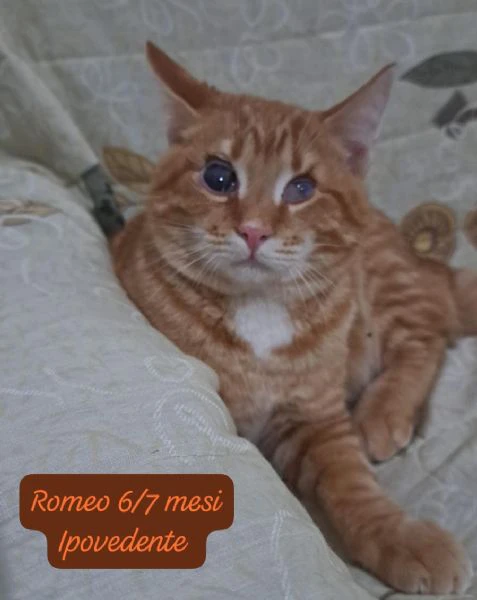 AIUTATECI TANTI GATTINI SOLI | Foto 2