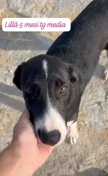 EMERGENZA CUCCIOLI RINCHIUSI IN RIFUGIO  | Foto 6