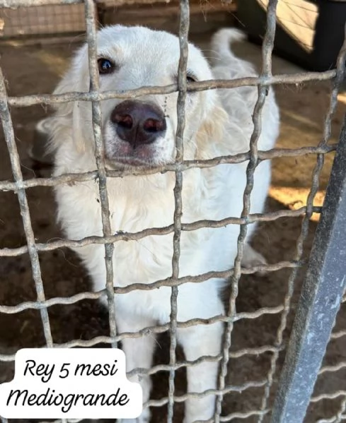 EMERGENZA CUCCIOLI RINCHIUSI IN RIFUGIO  | Foto 5