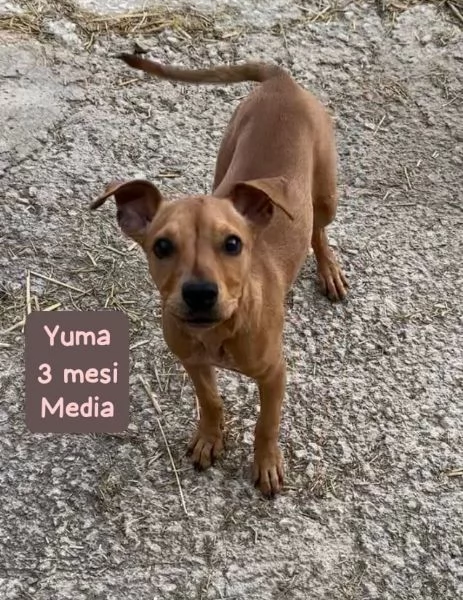 EMERGENZA CUCCIOLI RINCHIUSI IN RIFUGIO 