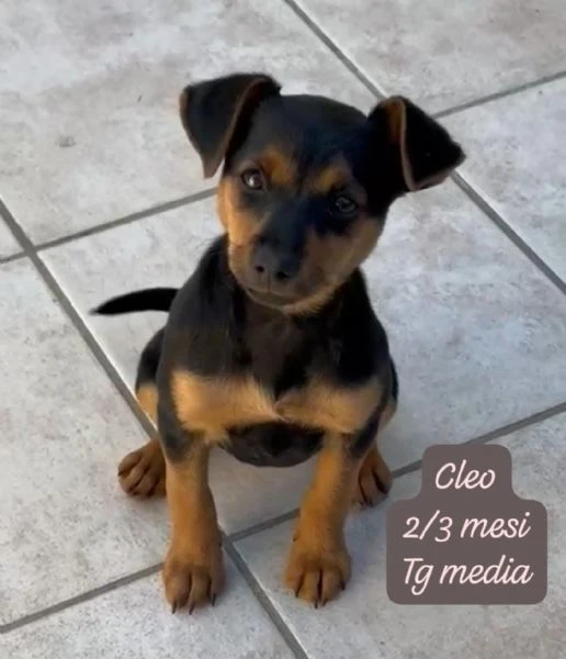 EMERGENZA CUCCIOLI RINCHIUSI IN RIFUGIO | Foto 2