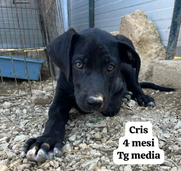 EMERGENZA CUCCIOLI RINCHIUSI IN RIFUGIO  | Foto 2