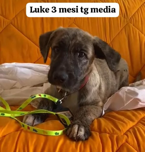 EMERGENZA CUCCIOLI RINCHIUSI IN RIFUGIO 