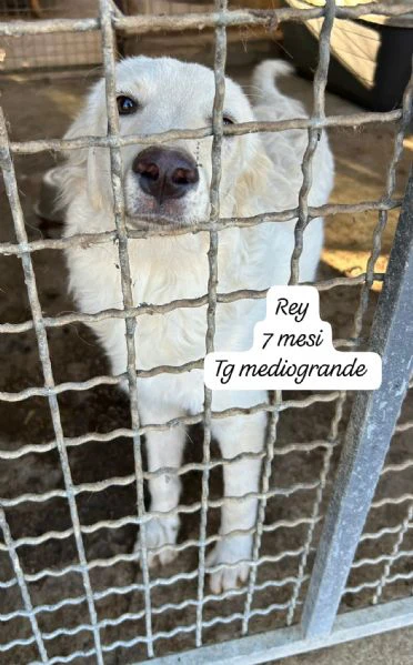 EMERGENZA CUCCIOLI RINCHIUSI IN RIFUGIO | Foto 1