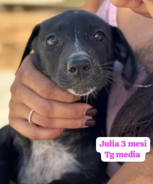 EMERGENZA CUCCIOLI RINCHIUSI IN RIFUGIO  | Foto 0