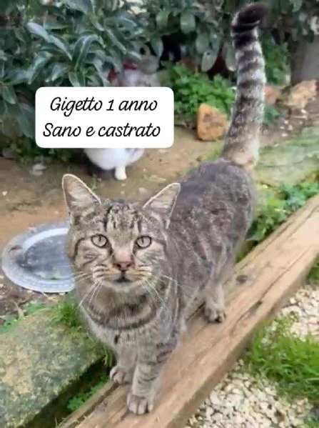 BISOGNA SALVARE QUESTI MICINI | Foto 2