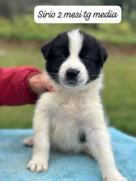 SERVONO ADOZIONI PER QUESTI CUCCIOLI | Foto 4