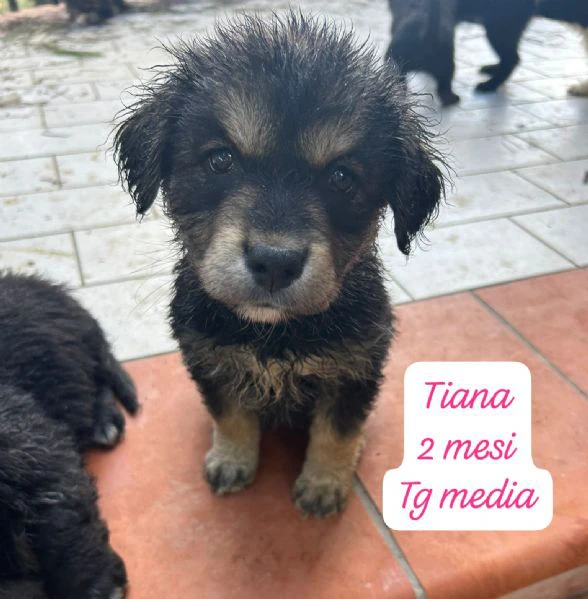 SERVONO ADOZIONI PER QUESTI CUCCIOLI | Foto 2