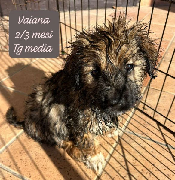 SERVONO ADOZIONI PER QUESTI CUCCIOLI | Foto 0