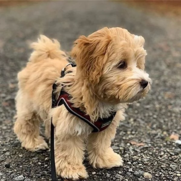 Havanese puppies  | Foto 0