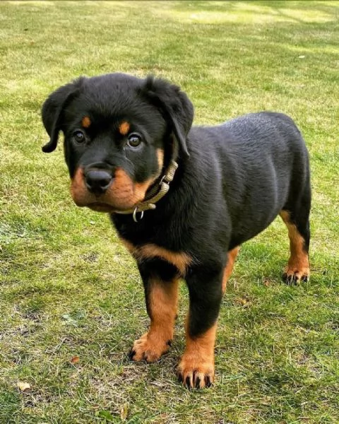 Rottweiler puppies  | Foto 0