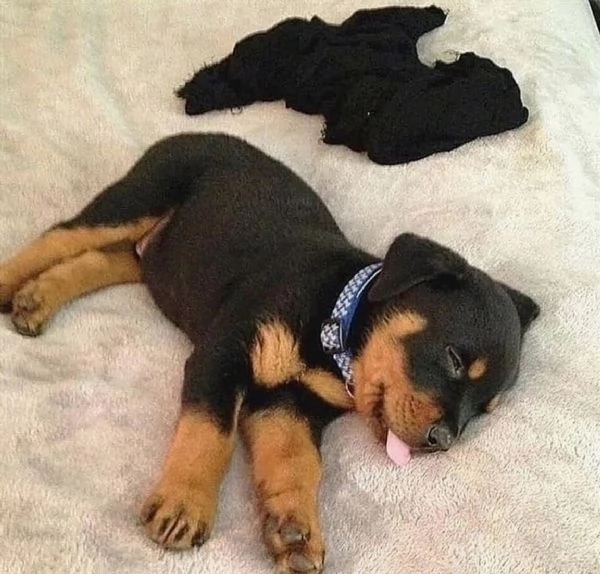 Rottweiler puppies 