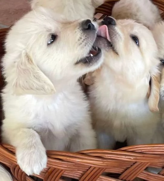 Meravigliosi cuccioli di Golden retriever | Foto 0
