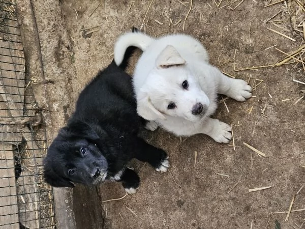 Cuccioli cane regalo