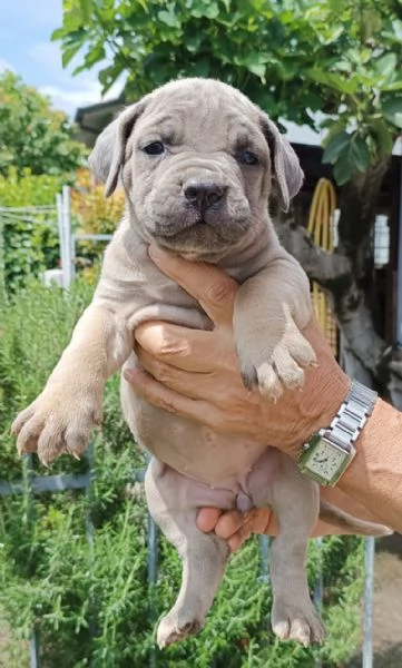 Cuccioli cane corso