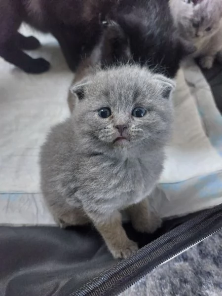 Cuccioli scottish fold