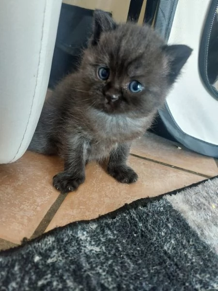 Cuccioli scottish fold | Foto 0