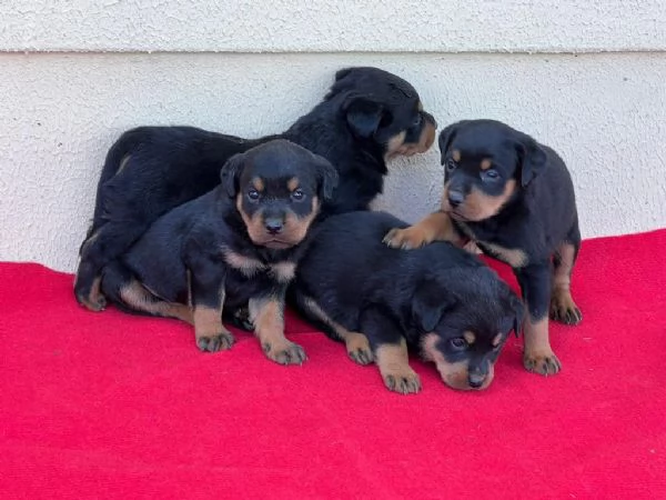 Regala cuccioli di Rottweiler | Foto 1
