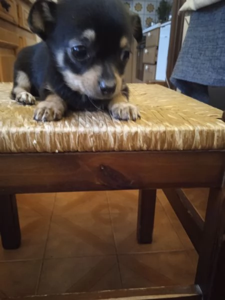 Cucciolo chihuahua nero maschio | Foto 0