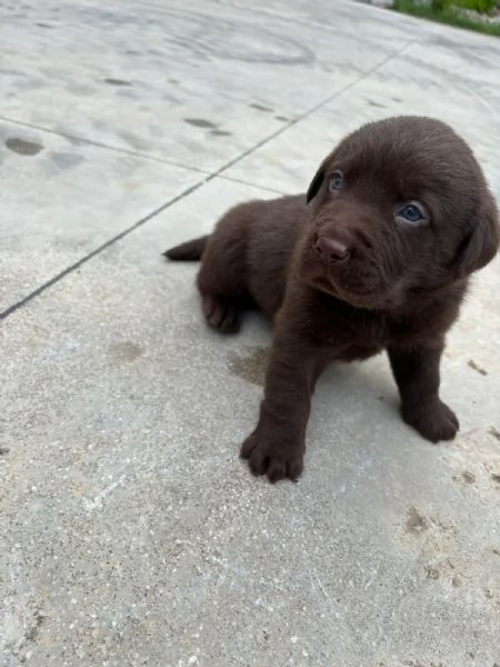 Cucciolo di Labrador retriever | Foto 4