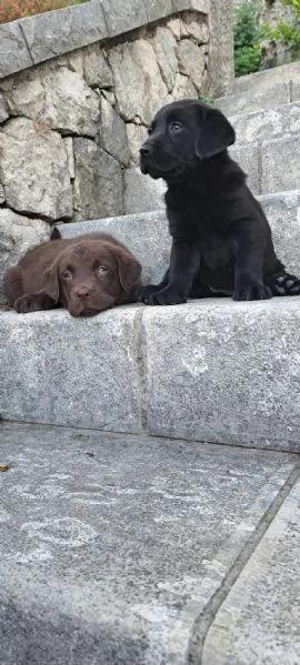 Cucciolo di Labrador retriever | Foto 0