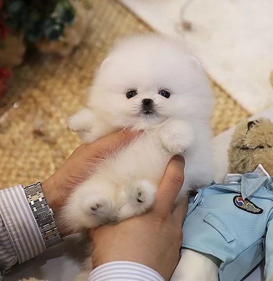 tenerissimi cuccioli di pomerania taglia piccola 