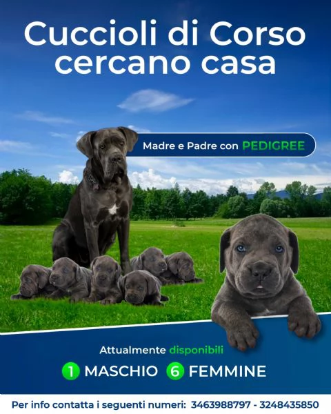 Cuccioli di cane corso 