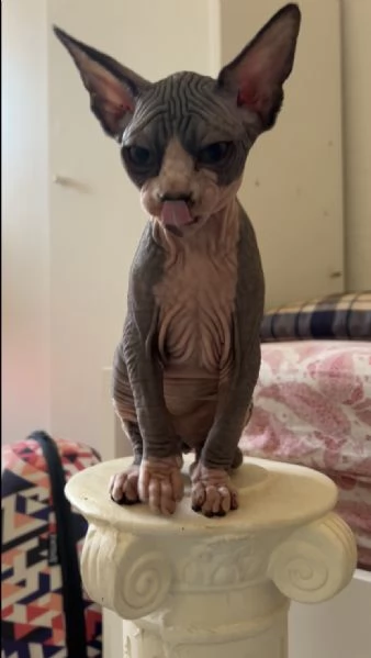 Cuccioli di Sphynx  | Foto 2