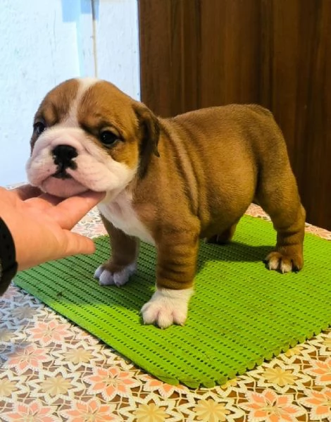 Bulldog inglese  | Foto 0