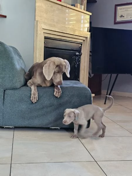 Weimaraner | Foto 5