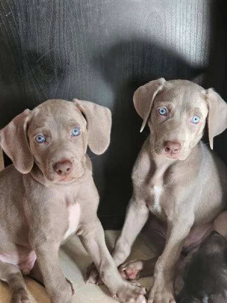 Weimaraner | Foto 4