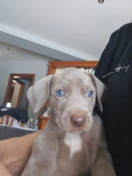 Weimaraner | Foto 3