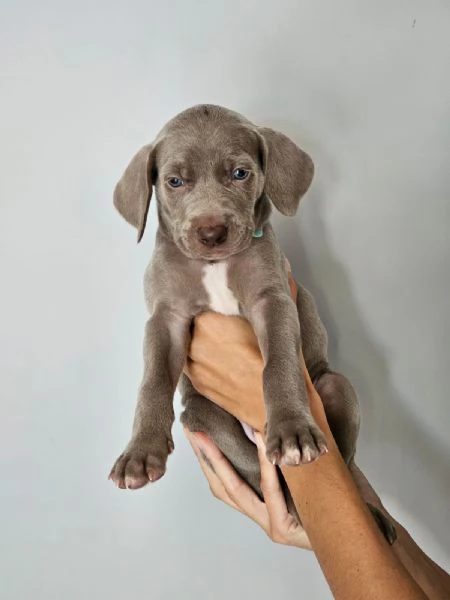 Weimaraner | Foto 2