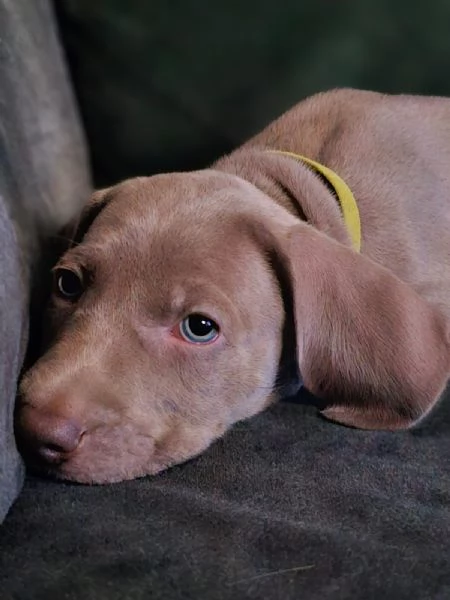 Weimaraner | Foto 1