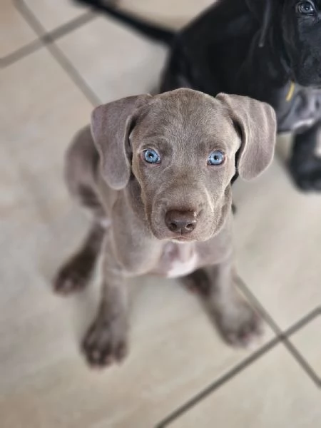 Weimaraner | Foto 0