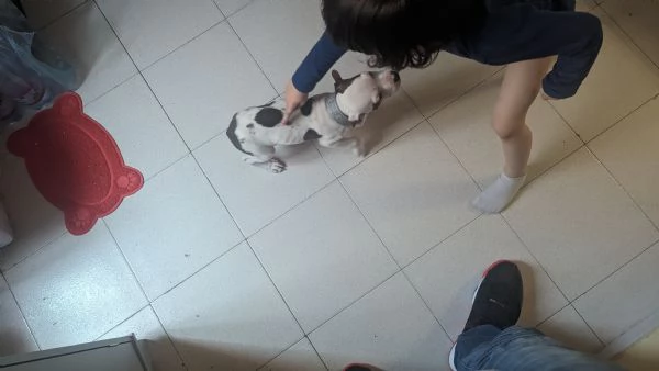 Regalo cucciola Pitbull Amstaff  | Foto 5