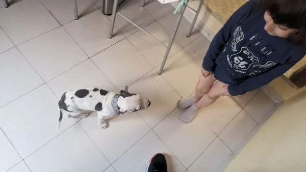 Regalo cucciola Pitbull Amstaff  | Foto 4