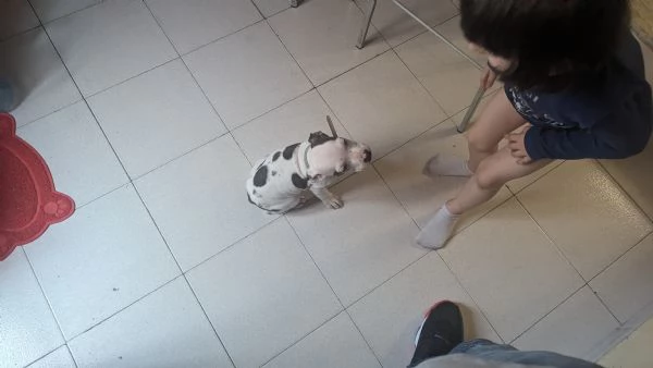 Regalo cucciola Pitbull Amstaff  | Foto 0