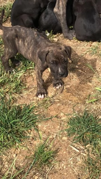 Bellissimi cuccioli Corso