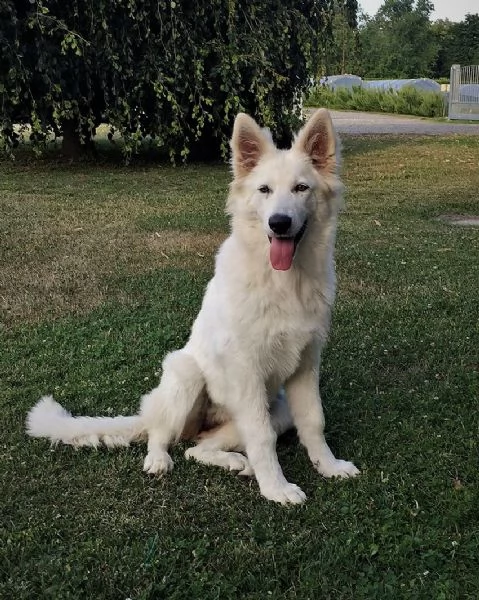 Pastore Svizzero Bianco cuccioli | Foto 0