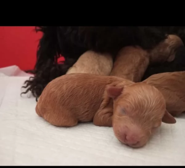 Cuccioli barboncino nano  | Foto 1