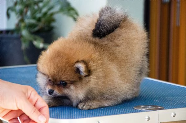 1 Cucciolo Maschio di Spitz Tedesco Nano | Foto 0