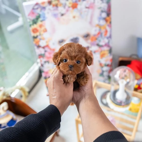 cuccioli barboncino disponibili per adozione | Foto 1