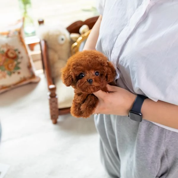 cuccioli barboncino disponibili per adozione